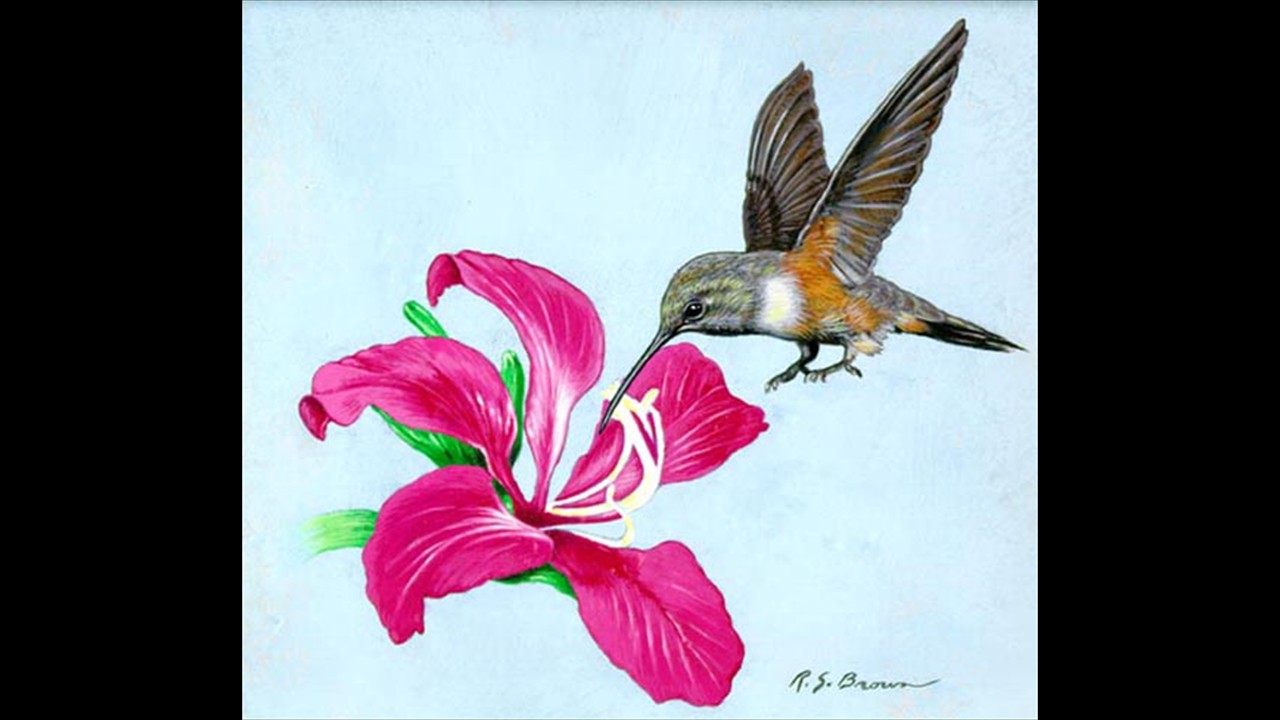 hummingbird