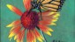 butterfly-on-flower